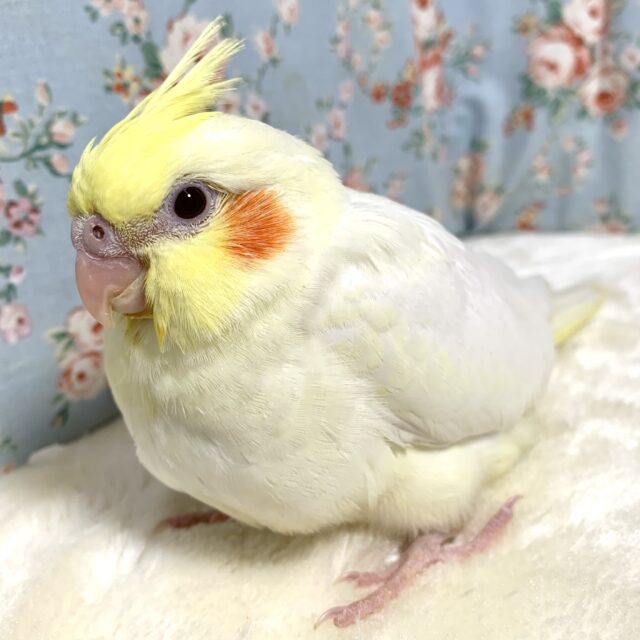 オカメインコ