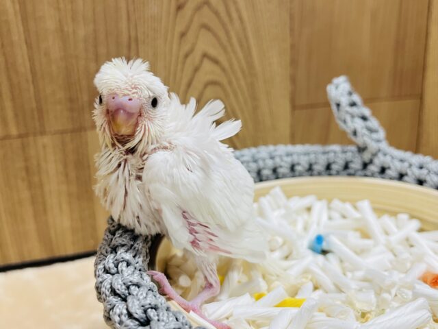 羽衣セキセイインコ