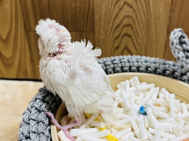 羽衣セキセイインコ