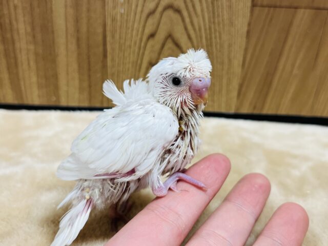 羽衣セキセイインコ