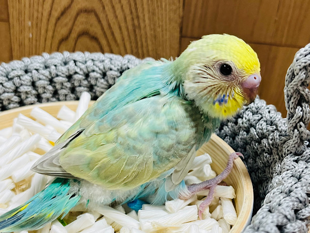 こう見えて…わんぱくです‪☆セキセイインコ(パステルカラーレインボー) ヒナ