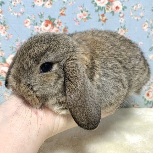 ロップイヤーラビット