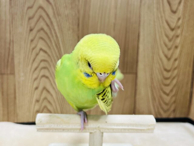 セキセイインコ