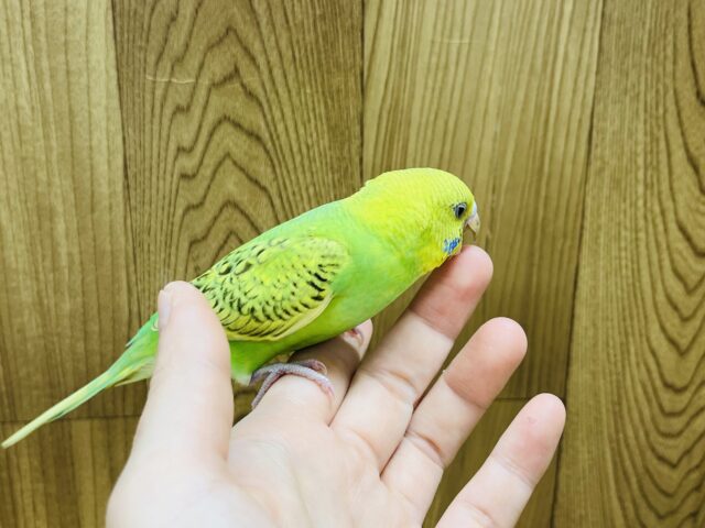 セキセイインコ