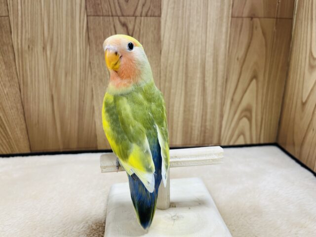 コザクラインコ（小桜インコ）