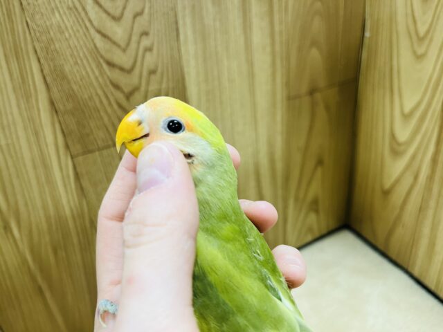 コザクラインコ（小桜インコ）