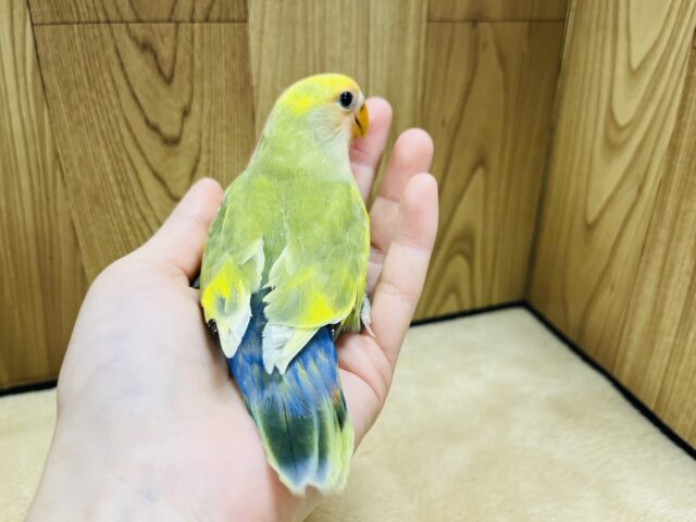 コザクラインコ（小桜インコ）