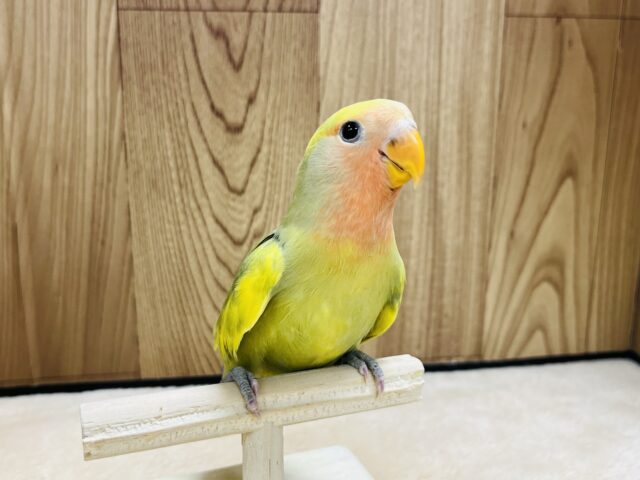 コザクラインコ（小桜インコ）