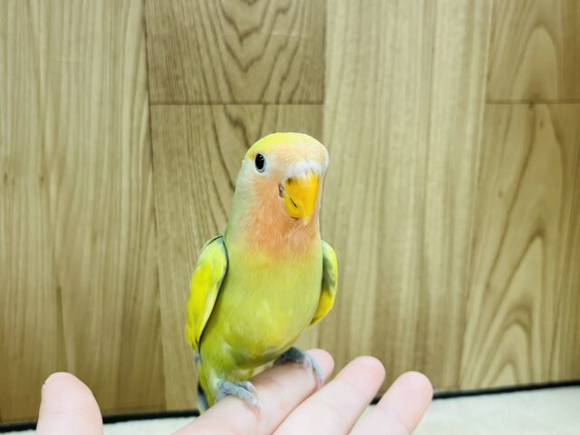 コザクラインコ（小桜インコ）