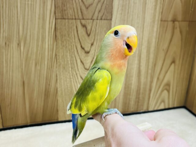 コザクラインコ（小桜インコ）