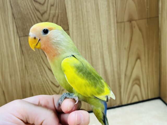 コザクラインコ（小桜インコ）