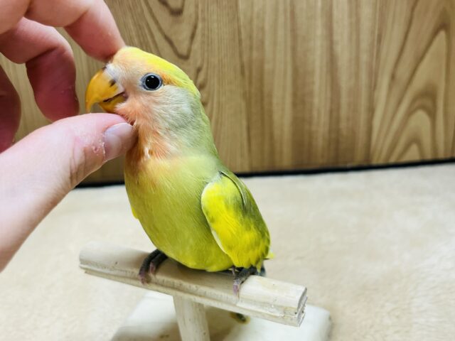 コザクラインコ（小桜インコ）