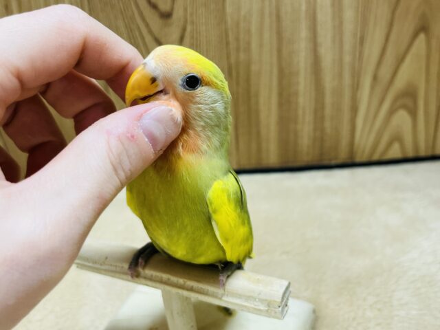 コザクラインコ（小桜インコ）