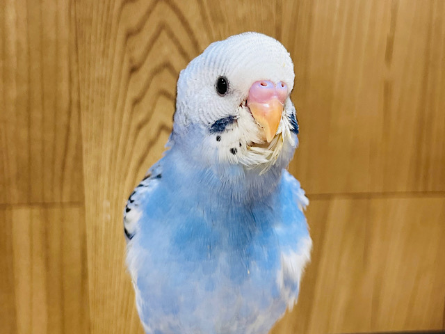 【最新画像更新🪄】なでなで大好きマン！セキセイインコ(パイド) ヒナ