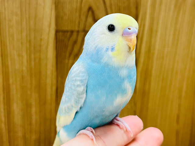 【最新画像更新🪄ひとり餌になりました‪☆】シュワっとクリームソーダ🫧セキセイインコ(パステルレインボーパイド) ヒナ