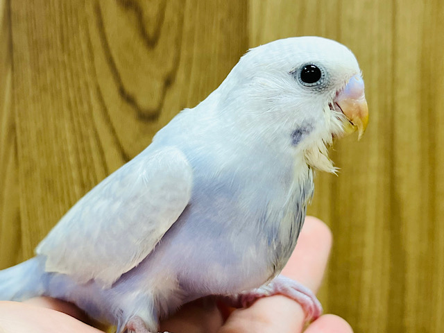 【最新画像更新🪄】落ち着いた雰囲気が魅力的💫セキセイインコ(ライラック) ヒナ