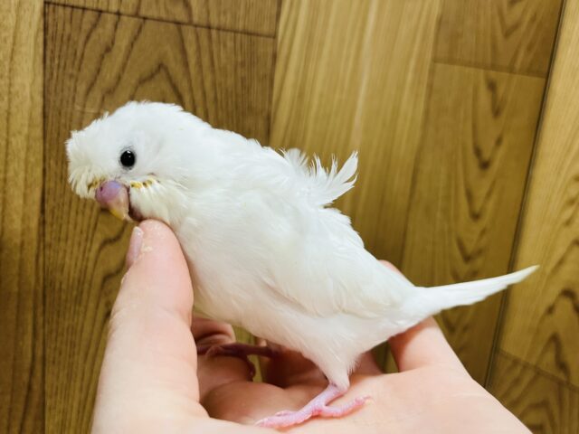 羽衣セキセイインコ