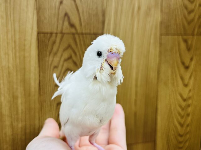 羽衣セキセイインコ