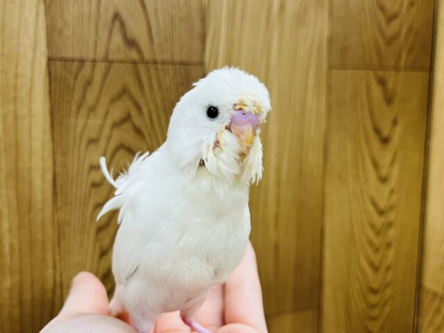 羽衣セキセイインコ