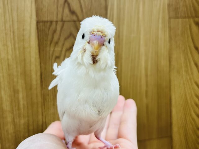 羽衣セキセイインコ