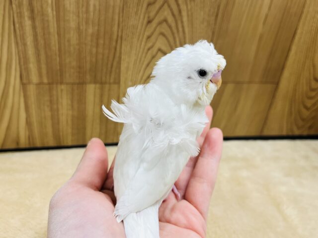 羽衣セキセイインコ