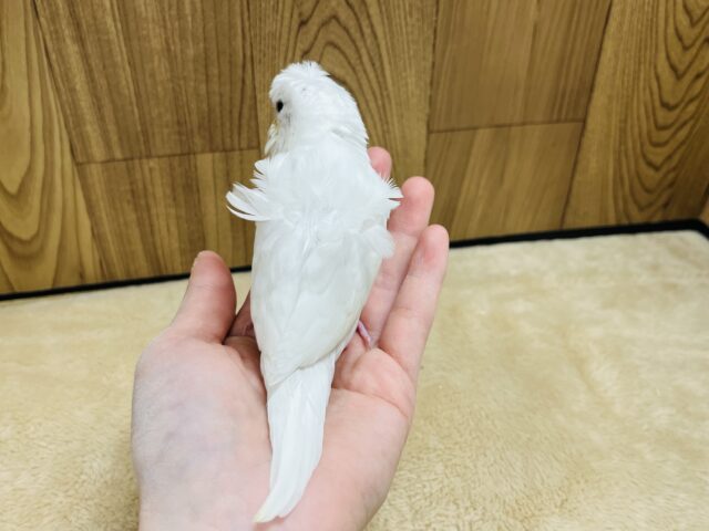 羽衣セキセイインコ