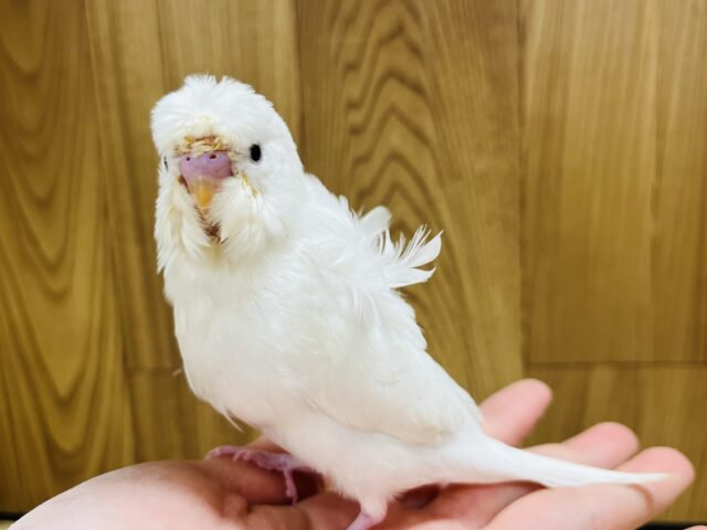 羽衣セキセイインコ