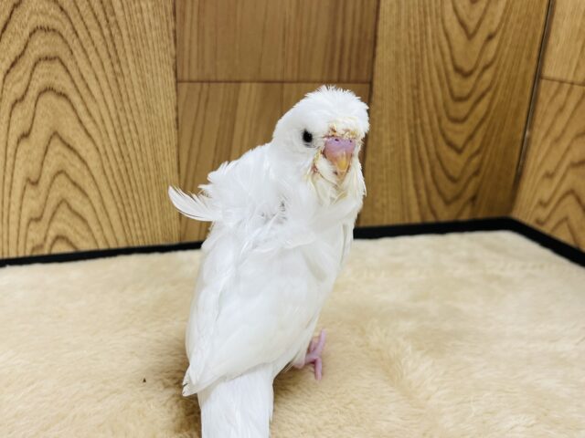 羽衣セキセイインコ