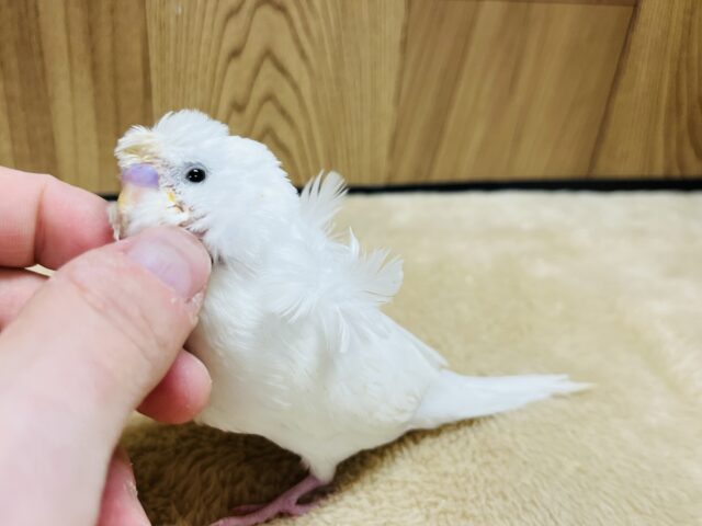 羽衣セキセイインコ