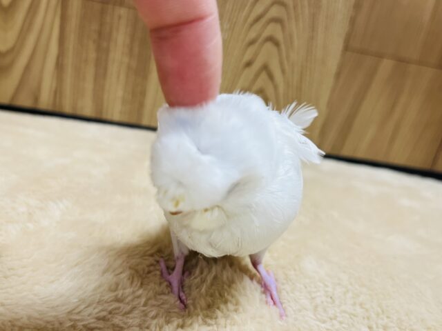 羽衣セキセイインコ