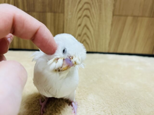 羽衣セキセイインコ