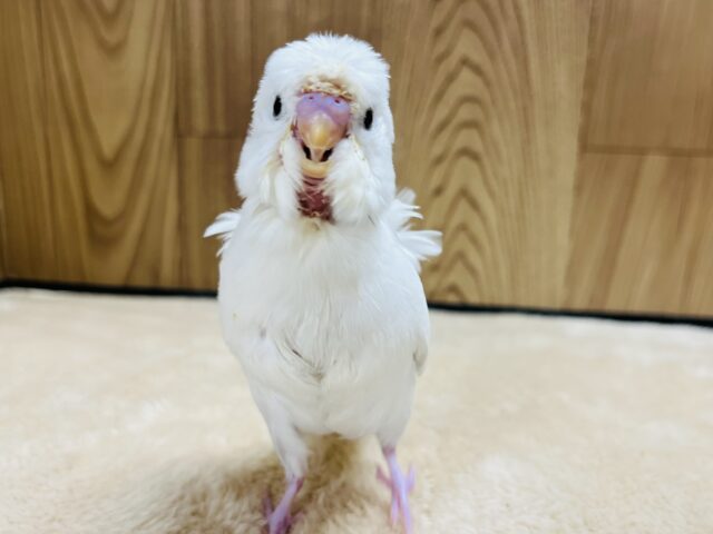 羽衣セキセイインコ