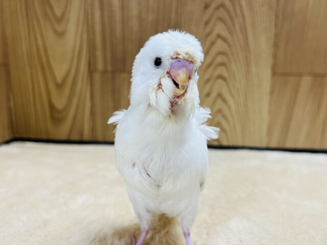 羽衣セキセイインコ