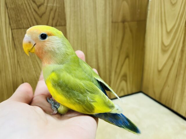 コザクラインコ（小桜インコ）