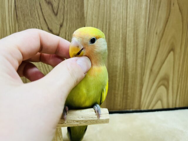 コザクラインコ（小桜インコ）