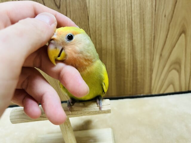 コザクラインコ（小桜インコ）