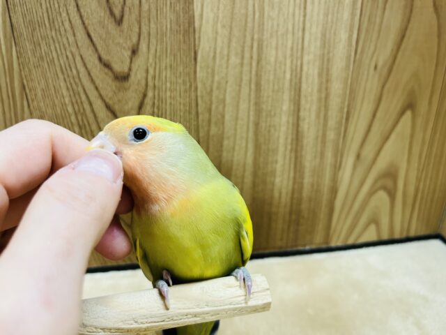 コザクラインコ（小桜インコ）