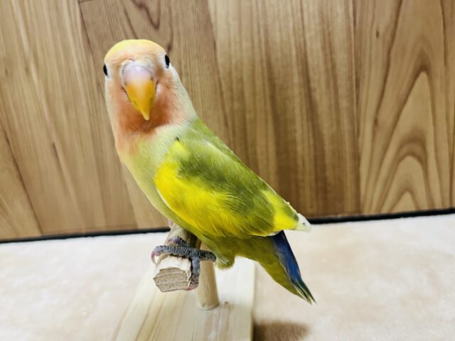 コザクラインコ（小桜インコ）