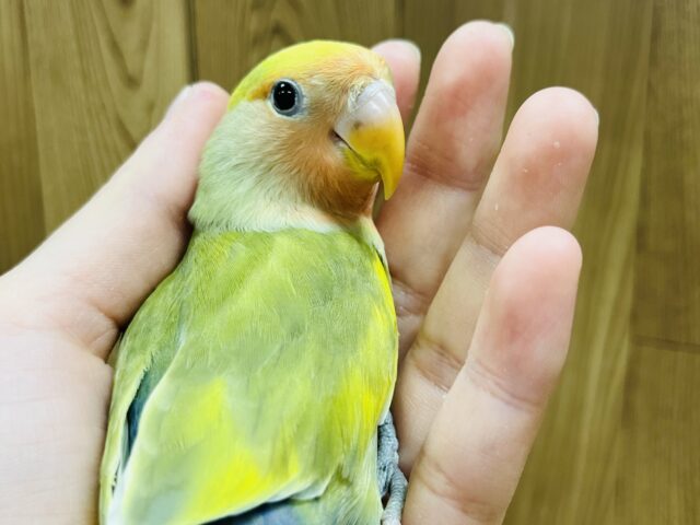 コザクラインコ（小桜インコ）