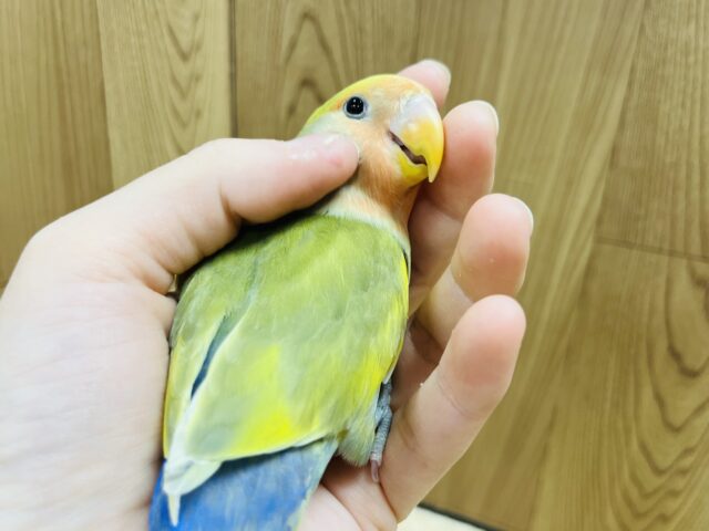 コザクラインコ（小桜インコ）