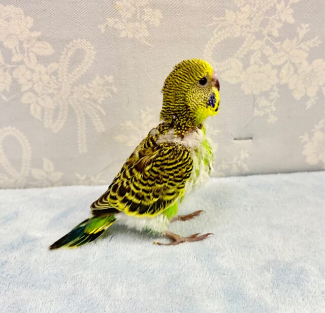 ジャンボセキセイインコ