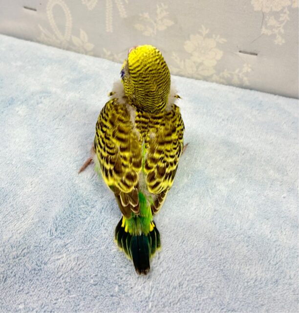 最新画像✨️元気いっぱい❗️💪ジャンボセキセイインコ 2023年11月生まれ ジャンボセキセイインコ