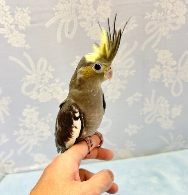 オカメインコ