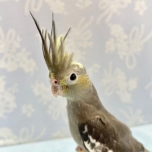イケメン😎オカメインコ (ノーマル)2023年10月生まれ