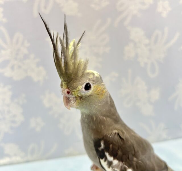 イケメン😎オカメインコ (ノーマル)2023年10月生まれ