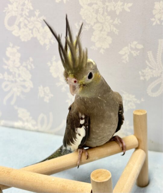 オカメインコ