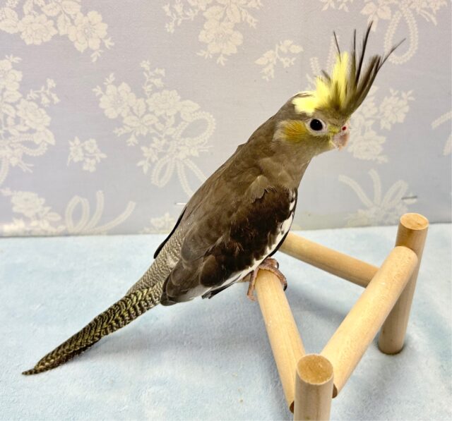 オカメインコ