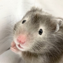 最新画像！セーブルハムスター　色濃いめな子が来ました！