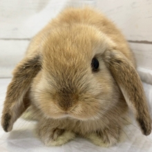 ロップイヤーラビット（オレンジ）　人懐っこそうな子がきました！