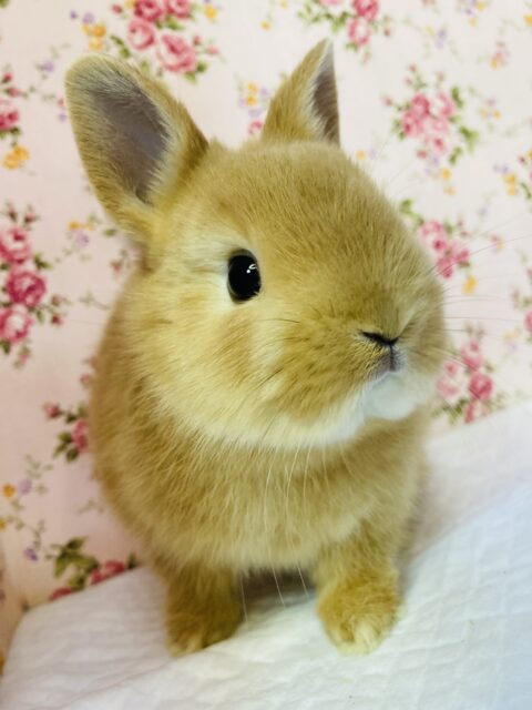 完全なる天使❤︎ネザーランドドワーフ(オレンジ)さん､女のコ🌟♀